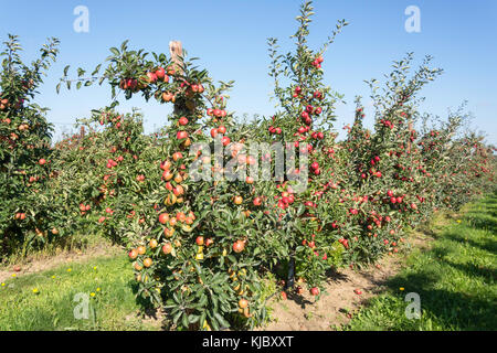 Filari di alberi di mele nel frutteto, vicino al villaggio di cenere, Kent, England, Regno Unito Foto Stock