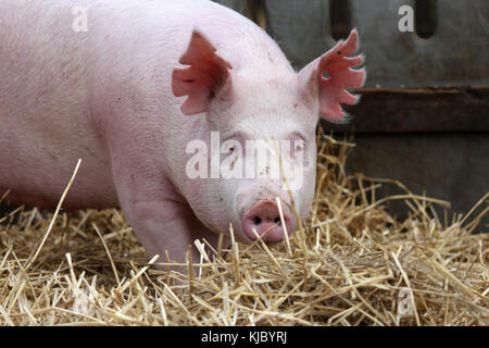 Extreme close up di una rosa di maiale giovane sow Foto Stock