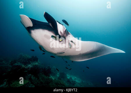 Giant manta ray nuoto verso la telecamera con sunburst in background Foto Stock