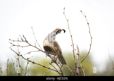 La Gambel quaglie in Valle di Coachella preservare, Riverside County, California Foto Stock