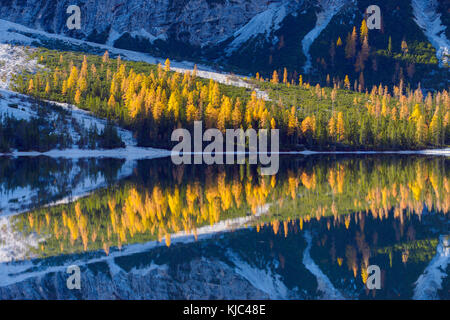 Particolare di montagna con colorati larici riflessi in autunno nel lago Braies nelle Dolomiti di Prags in Alto Adige Foto Stock