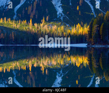 Particolare di montagna con colorati larici riflessi in autunno nel lago Braies nelle Dolomiti di Prags in Alto Adige Foto Stock