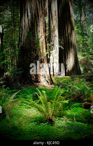 Primo piano di tronchi di sequoie e vegetazione sul pavimento della foresta nella California del Nord, Stati Uniti Foto Stock