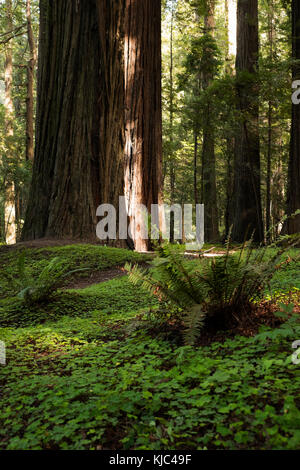 Tronchi di legno di sequoia e pavimento di foresta nella California del Nord, Stati Uniti Foto Stock