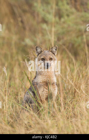 Ritratto di un Jackal a strisce laterali (Canis adustus) nel Delta dell'Okavango in Botswana, Africa Foto Stock