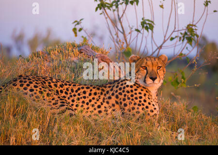 Ritratto di ghepardo (Achinonyx jubatus) che giace nell'erba del delta dell'Okavango in Botswana, Africa Foto Stock