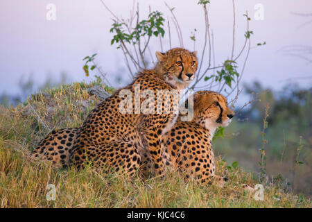 Due Cheetah (Achinonyx jubatus) seduti in erba guardando in lontananza al Delta Okavango in Botswana, Africa Foto Stock