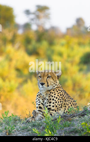 Ritratto di un ghepardo (Achinonyx jubatus) che giace nel terreno guardando verso la distesa del Delta dell'Okavango in Botswana, Africa Foto Stock