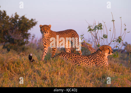 Ghepardi (Achinonyx jubatus), madre e giovane in erba all'alba sul delta dell'Okavango, Botswana, Africa Foto Stock