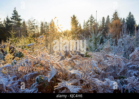 Foresta d'autunno con sole mattutino e rime che coprono le piante delle colline di Odenwald in Baviera, Germania Foto Stock