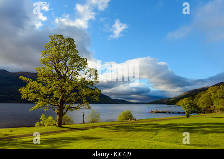 Acero sulla riva del lago a Loch Lomond in Scozia, Regno Unito Foto Stock