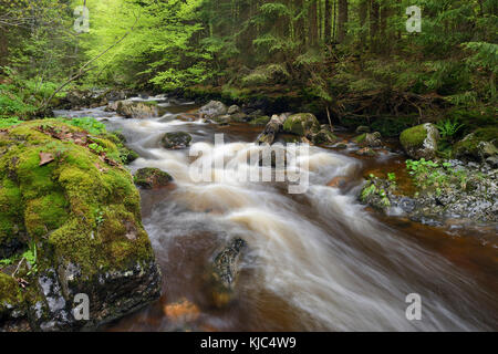 Torrente Kalte Bode (del fiume Bode) che scorre attraverso la foresta nella valle Elendstal vicino a Schierke ad Harz, Germania Foto Stock