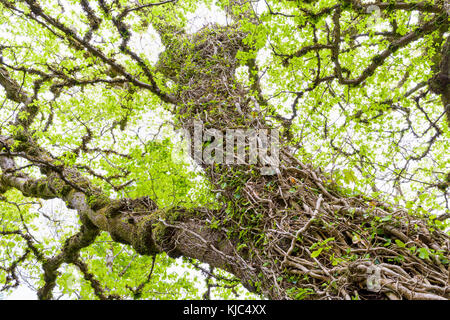 Ivy Vines che circondano vecchio tronco di albero gnarled in primavera sull'isola di Skye in Scozia, Regno Unito Foto Stock