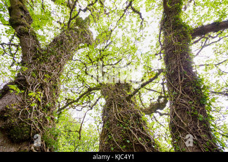 Ivy Vines che circondano vecchi tronchi di alberi gnarled in primavera sull'isola di Skye in Scozia, Regno Unito Foto Stock