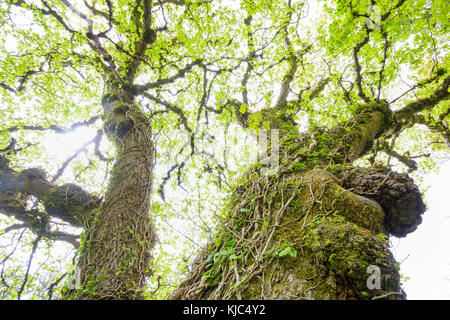 Ivy Vines che circondano vecchi tronchi di alberi gnarled in primavera sull'isola di Skye in Scozia, Regno Unito Foto Stock