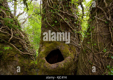 Primo piano di un vecchio tronco di alberi con un buco circondato da edera in primavera sull'isola di Skye in Scozia, Regno Unito Foto Stock