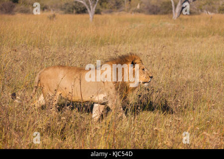 Leone africano (Panthera leo) che cammina attraverso l'erba alta al delta dell'Okavango in Botswana, Africa Foto Stock