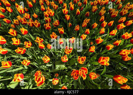 Tulipani variegati rossi e gialli in primavera presso i Giardini Keukenhof di Lisse, Olanda meridionale, Paesi Bassi Foto Stock