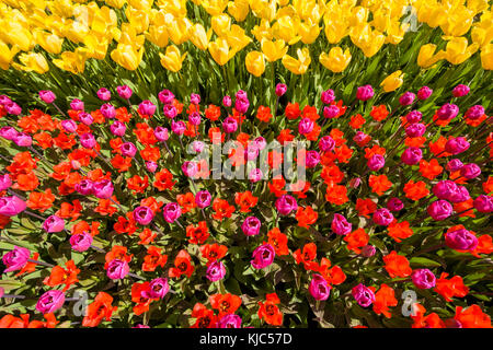 Assortimento di tulipani colorati in primavera presso i Giardini Keukenhof di Lisse, Sud Olanda, Paesi Bassi Foto Stock