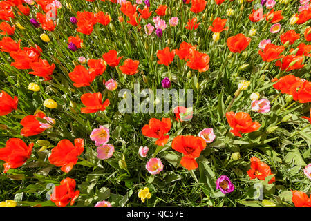 Miscela di tulipani colorati in primavera ai Giardini Keukenhof a Lisse, Sud Olanda, Paesi Bassi Foto Stock