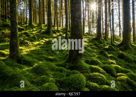 Il terreno coperto di muschio e tronchi d'albero in una foresta di conifere con il sole che splende attraverso Loch awe in Argyll e Bute in Scozia Foto Stock