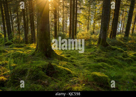 Terreno coperto di muschio e tronchi di alberi in una foresta di conifere al tramonto a Loch awe ad Argyll e Bute, Scozia Foto Stock