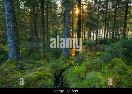 Sole che splende attraverso la foresta di conifere musse al tramonto a Loch AWe ad Argyll e Bute, Scozia Foto Stock