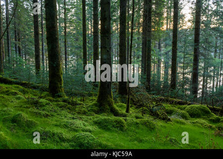 Conifere al tramonto a Loch AWe ad Argyll e Bute, Scozia Foto Stock