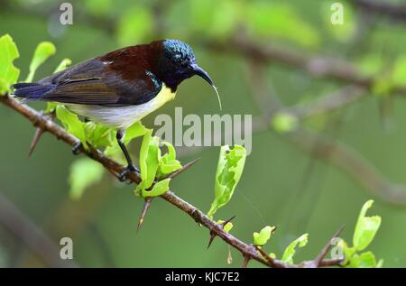 La porpora-rumped sunbird (leptocoma zeylonica) è un sunbird endemica del subcontinente indiano. maschio. Yala National Park. sri lanka. Foto Stock