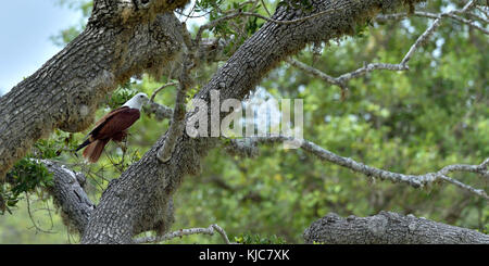 Brahminy kite sull'albero. il brahminy kite (haliastur indus), noto anche come il red-backed sea-eagle. sri lanka Foto Stock