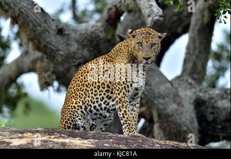 Il vecchio leopard maschio con cicatrici sulla faccia sulla roccia. il leopardo dello Sri Lanka (panthera pardus kotiya) maschio. Foto Stock
