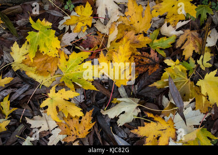 Colori autunnali sugli alberi e foglie cadute in Salisbury Wiltshire Foto Stock