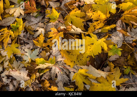 Colori autunnali sugli alberi e foglie cadute in Salisbury Wiltshire Foto Stock