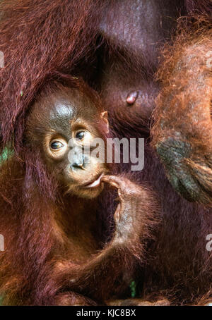 Madre orangutan e cub in un habitat naturale. bornean orangutan (pongo pygmaeus wurmmbii) nella natura selvaggia. La foresta pluviale di isola di Borneo. Indonesia Foto Stock