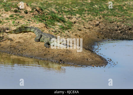 Il coccodrillo palustre - crocodylus palustris, sri lanka Foto Stock