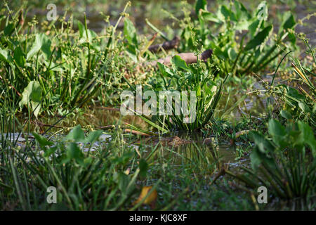 Il coccodrillo palustre - crocodylus palustris, sri lanka Foto Stock