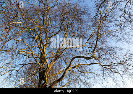 Guardando in alto nella tettoia di una bella london plane tree, campi collinosi park, Lewisham Foto Stock