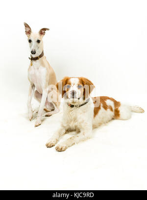 Il whippet & Epagneul Breton cani su sfondo bianco Foto Stock