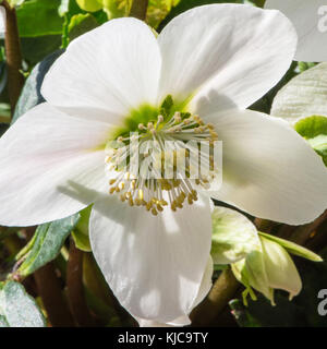 Primo piano di una rosa di Natale o Helleborus niger Foto Stock