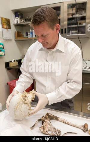 Tucson, Arizona - dr. Gregory Hess, Direttore medico esaminatore per la pima county, esamina il cranio di un migrante non identificato che morì attraversando il confine Foto Stock