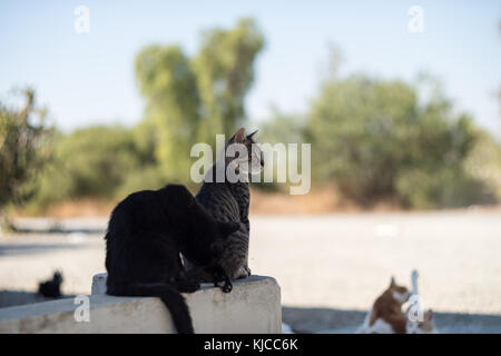 Wild i gatti randagi che guarda lontano a Hala Sultan Tekke moschea Foto Stock