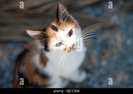 Wild gatto randagio che guarda lontano a Hala Sultan Tekke moschea Foto Stock