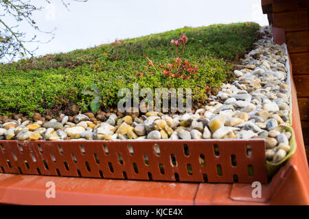 Dettaglio di pietre su vasta vivere verde tetto coperto di vegetazione Foto Stock