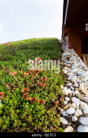 Dettaglio di pietre su vasta vivere verde tetto coperto di vegetazione Foto Stock