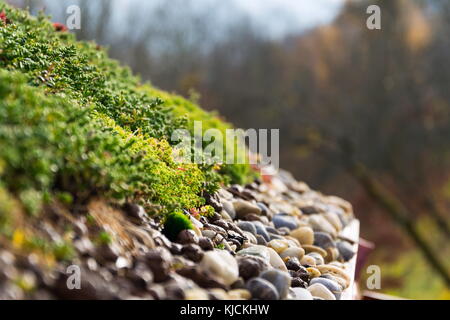 Dettaglio di pietre su vasta vivere verde tetto coperto di vegetazione Foto Stock