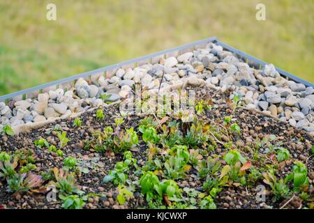 Dettaglio di pietre su vasta vivere verde tetto coperto di vegetazione Foto Stock