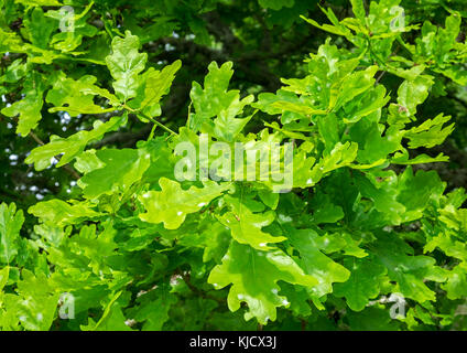 Nuove foglie su un albero di quercia Foto Stock