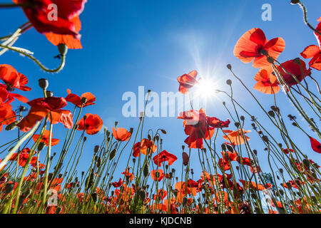 Sole sui fiori di colore rosso Foto Stock