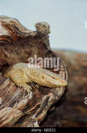 Adulto bengala, monitor (Varanus bengalensis) o comuni indiana monitor, Keoladeo Ghana National Park, Bharatpur Rajasthan, India Foto Stock