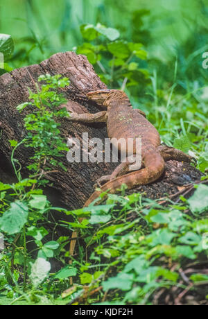 Adulto bengala, monitor (Varanus bengalensis) o comuni indiana monitor, Keoladeo Ghana National Park, Bharatpur Rajasthan, India Foto Stock